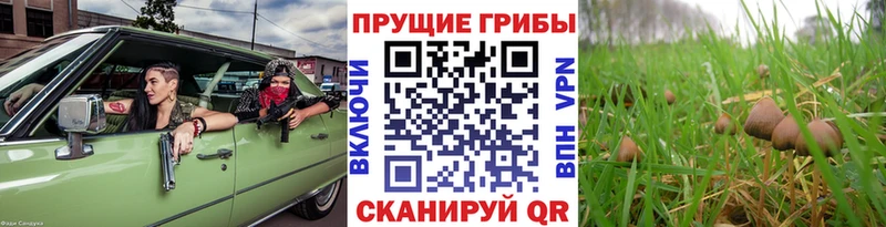 наркотики Бородино Галлюциногенные грибы Psilocybine cubensis